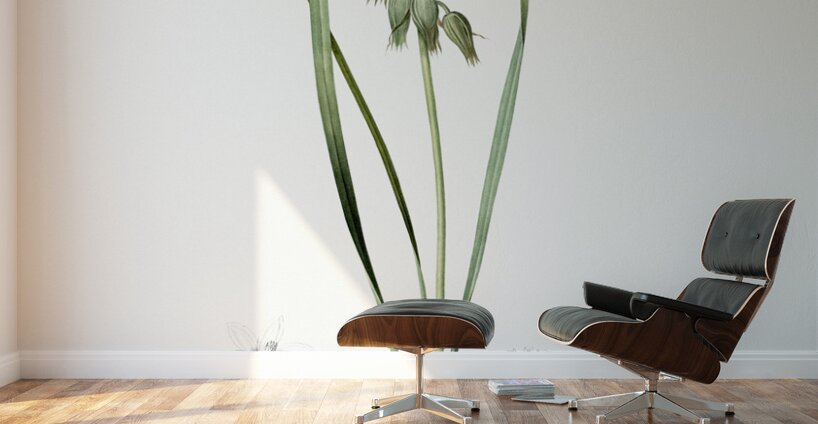 St Bernard lily illustration  Wall Murals