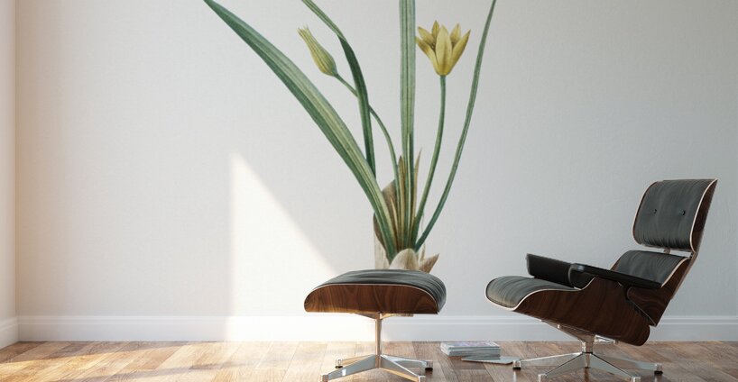 Weevil-wort illustration  Wall Murals