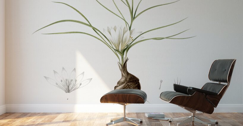 Melanthium gramineum illustration  Wall Murals