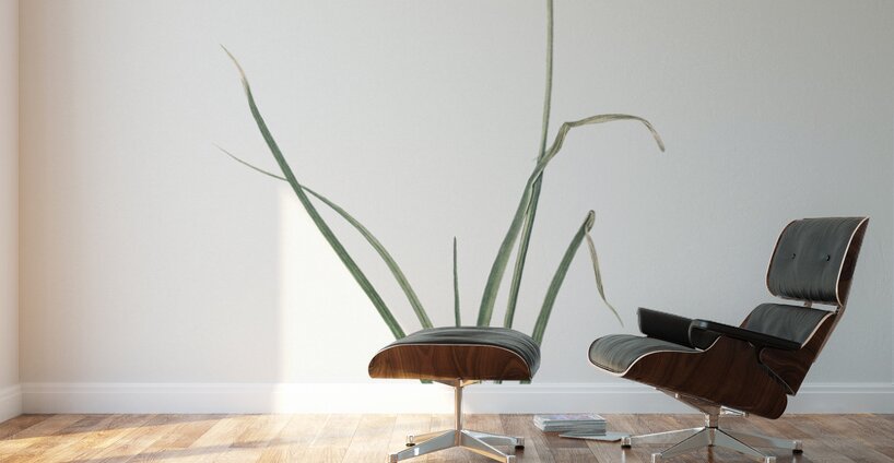 Nodding onion illustration  Wall Murals