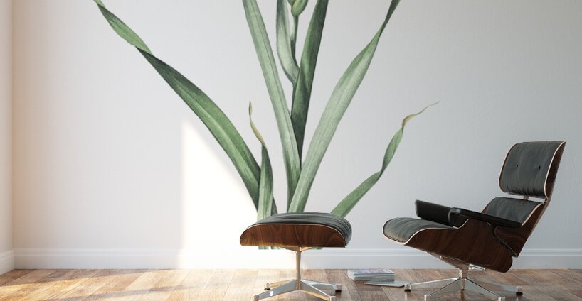 Sword lily illustration  Wall Murals