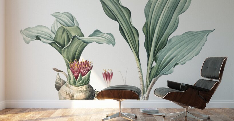 Paintbrush lily illustration Wall Murals