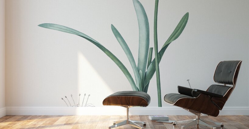 Guernsey lily illustration  Wall Murals