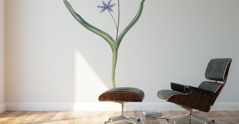 Alpine squill illustration  Wall Murals