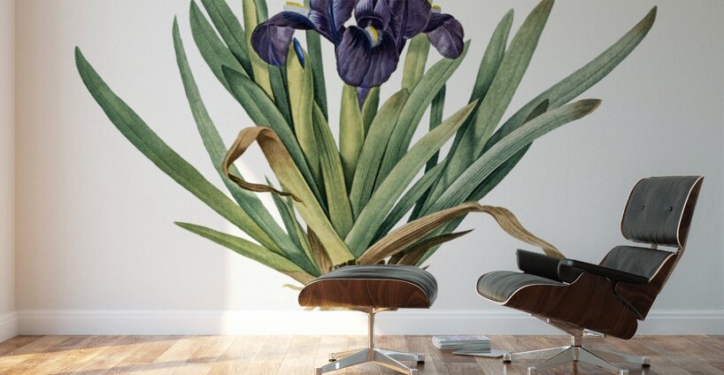 Pygmy iris illustration  Wall Murals