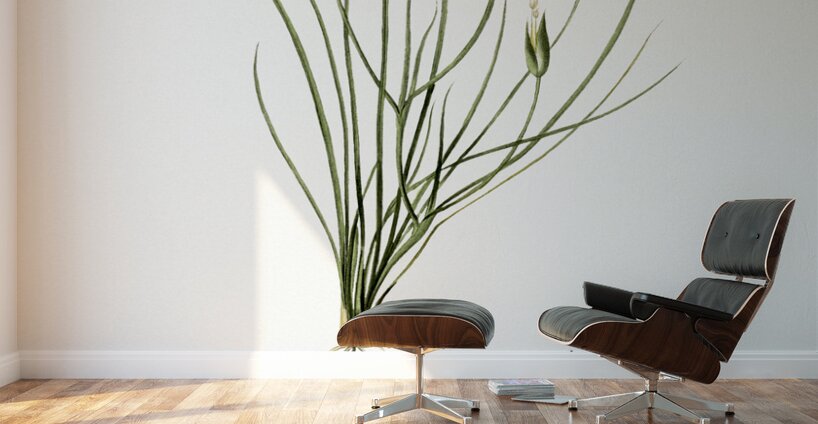 Golden blue-eyed grass illustration  Wall Murals