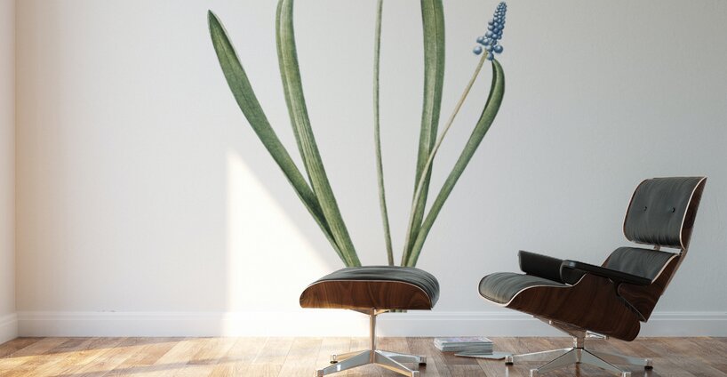 Grape hyacinth illustration  Wall Murals