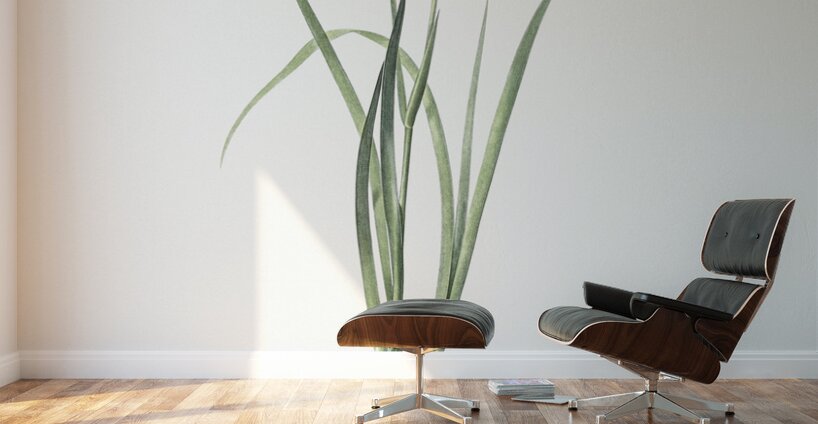 Iris pratensis illustration  Wall Murals