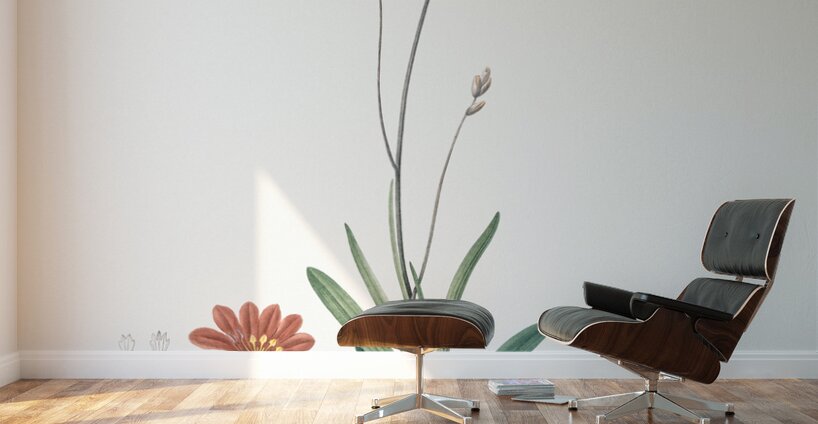 Mossel bay tritonia illustration  Wall Murals