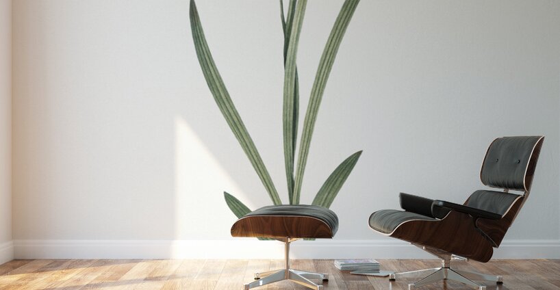 Spring crocus illustration  Wall Murals