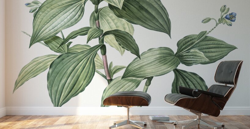 Tradescantia erecta illustration  Wall Murals