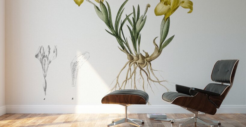 Sand iris illustration  Wall Murals