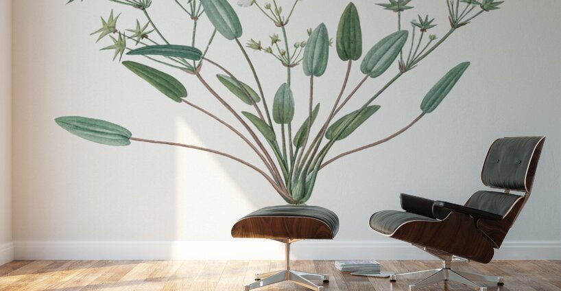 Starfruit illustration  Wall Murals