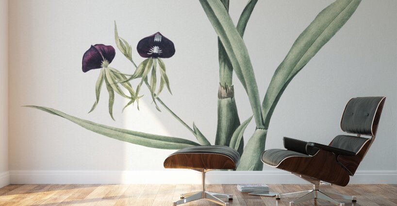 Clamshell orchid illustration  Wall Murals