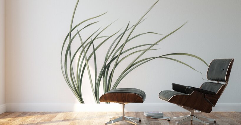 Allium denudatum illustration  Wall Murals