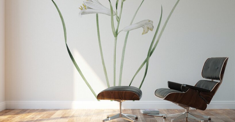 Paradise lily illustration  Wall Murals