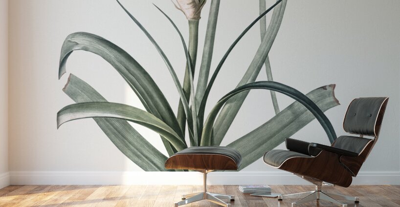 Malgas lily illustration  Wall Murals