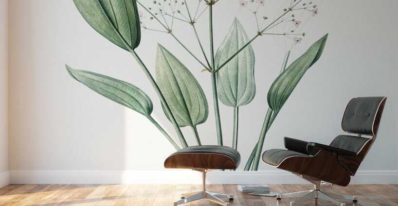 Ixia crispa illustration  Wall Murals