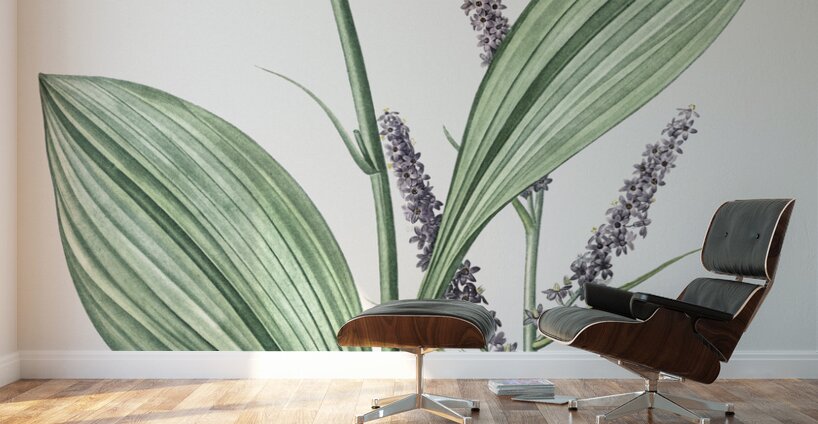 Black false hellebore illustration  Wall Murals
