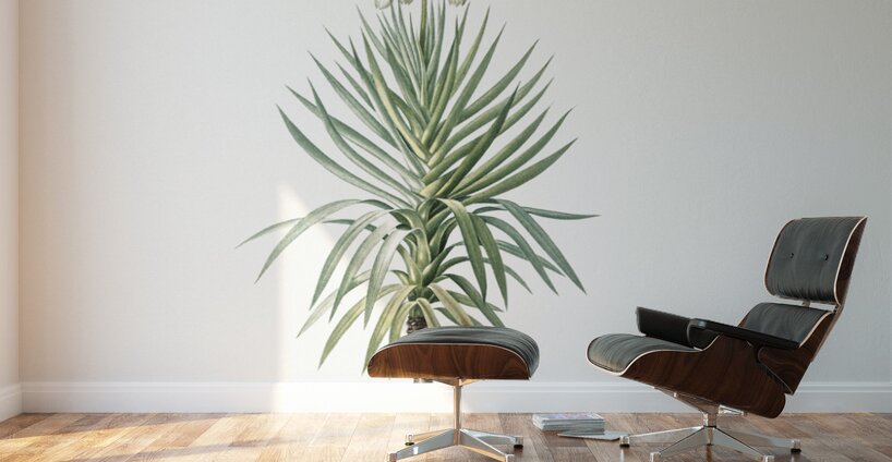 Aloe yucca illustration  Wall Murals