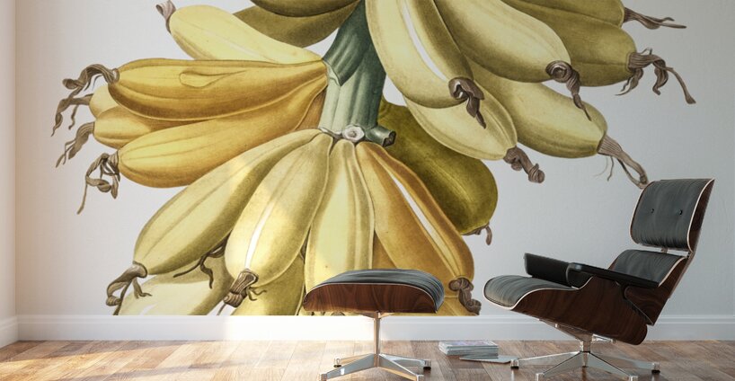 Banana illustration  Wall Murals