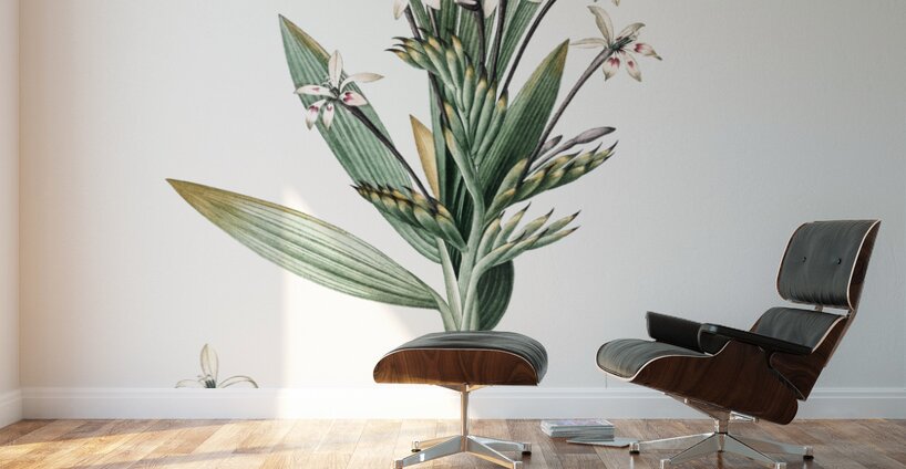 Baboon root illustration  Wall Murals