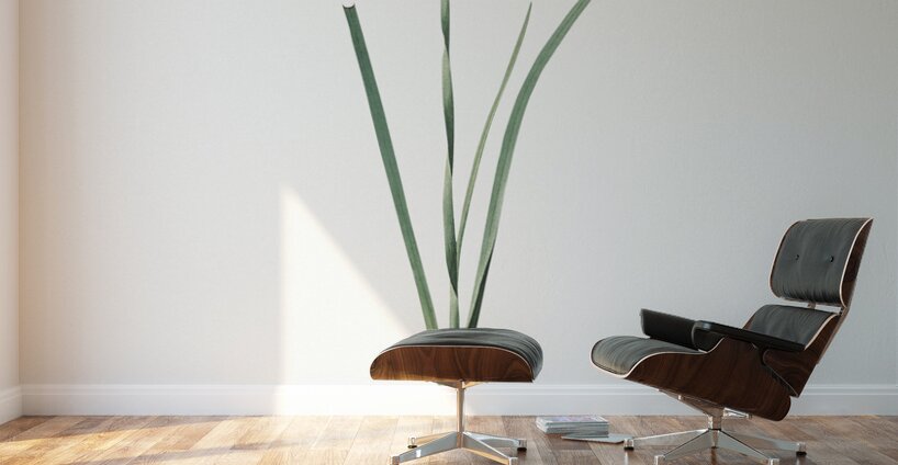 Species daffodil illustration  Wall Murals