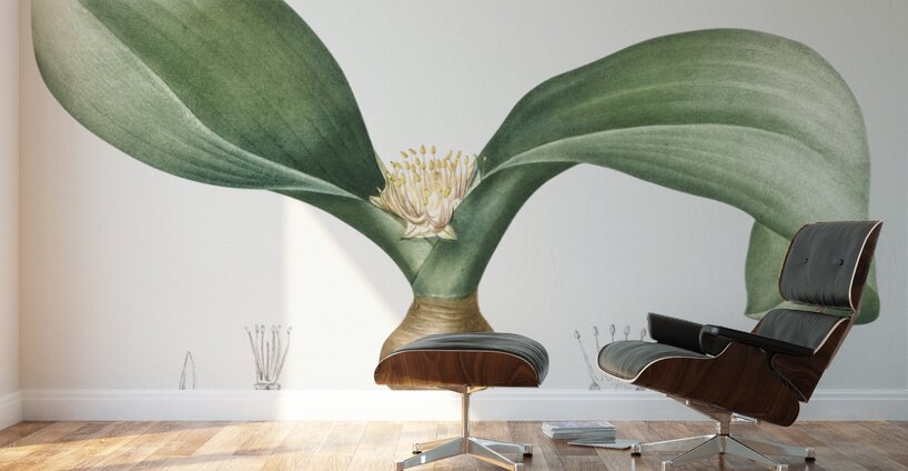 Hedgehog lily illustration  Wall Murals