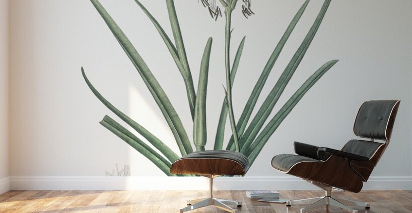 Agave spicata illustration  Wall Murals