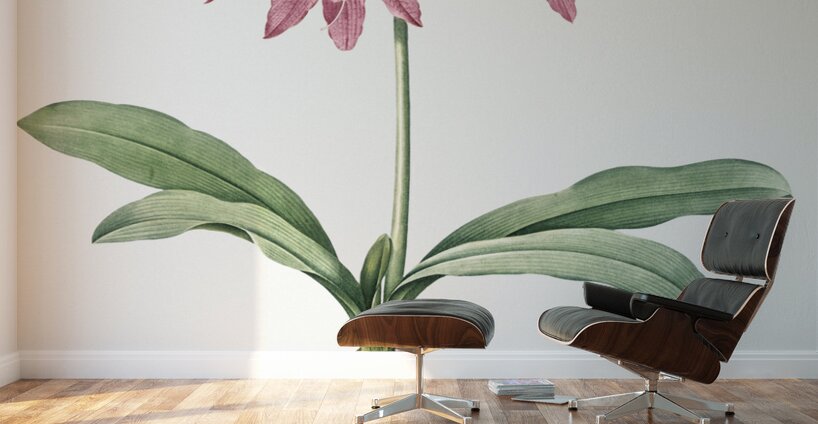 Netted-veined amaryllis illustration  Wall Murals