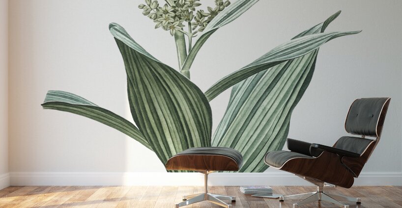 Netted-veined amaryllis illustration  Wall Murals