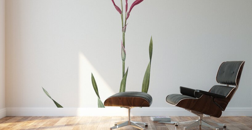 False helleborine illustration  Wall Murals