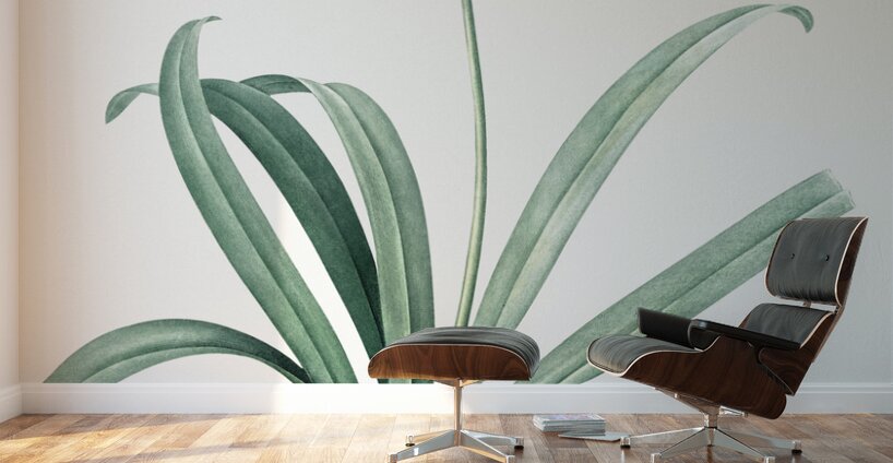 Siberian iris illustration  Wall Murals