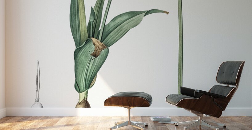 Ornamental onion illustration  Wall Murals