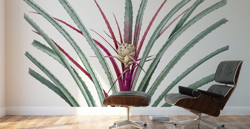 Plumier bromelia illustration  Wall Murals