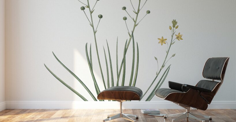 Bulbine lily illustration  Wall Murals