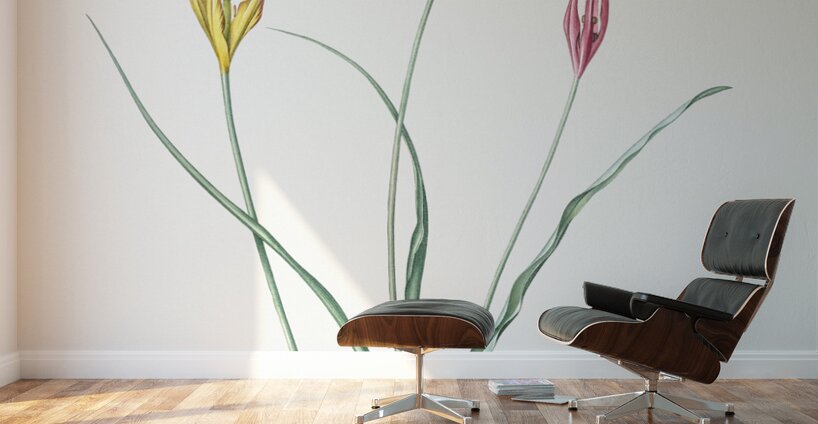 Horned tulip illustration  Wall Murals