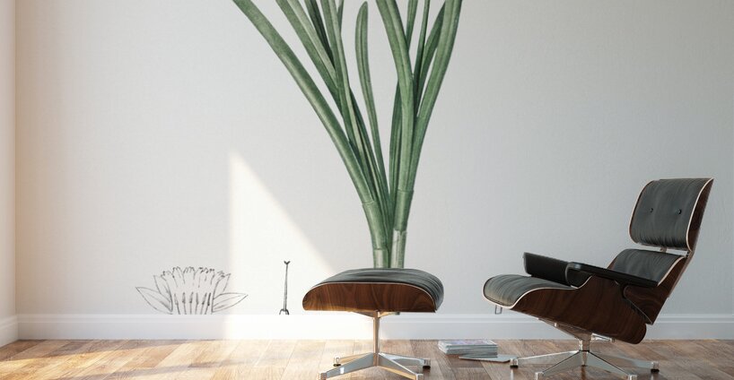 Lesser wild daffodil illustration Wall Murals