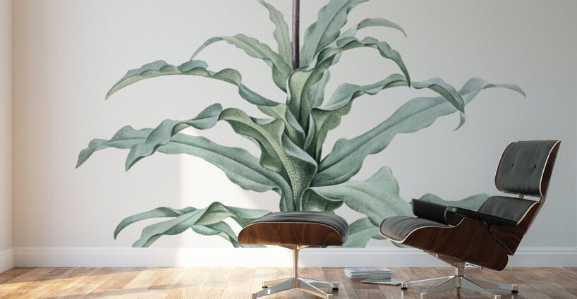 Broadleaf wild leek illustration  Wall Murals