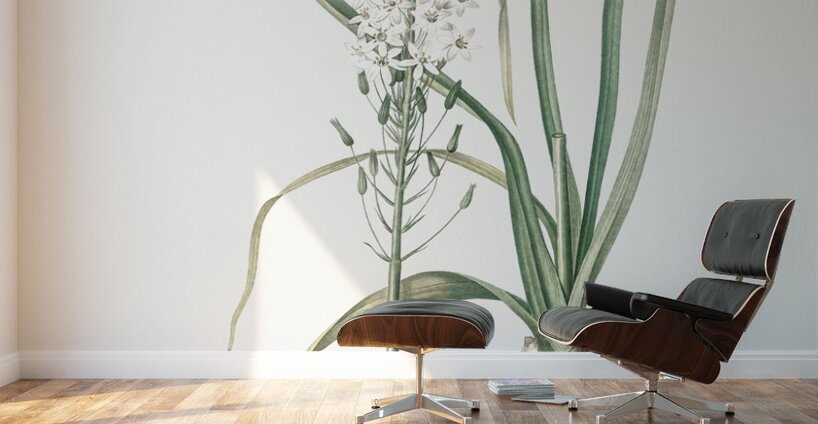 Broadleaf wild leek illustration  Wall Murals