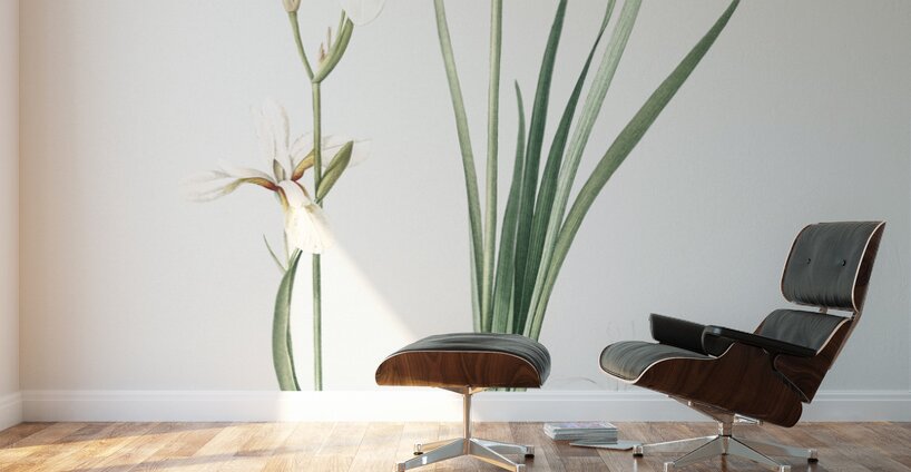 Broadleaf wild leek illustration  Wall Murals