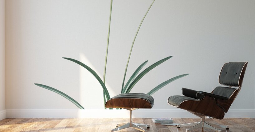 Nerine illustration  Wall Murals