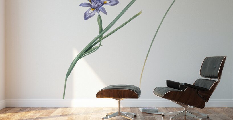 Barbary nut illustration  Wall Murals