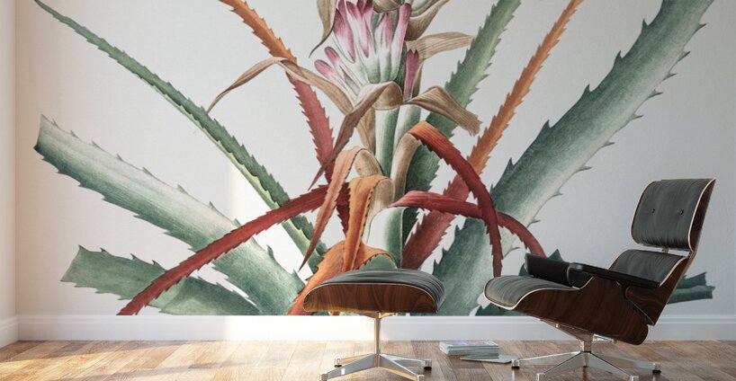 Barbary nut illustration  Wall Murals