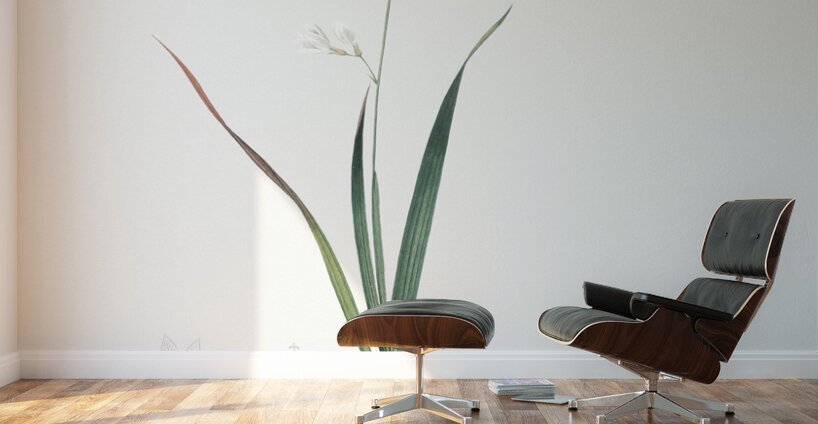 Asparagus fern illustration  Wall Murals