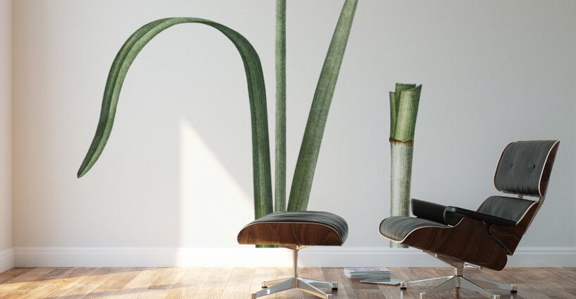 Cowslip cupped daffodil illustration  Wall Murals