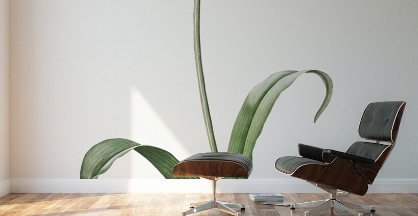 Didier tulip illustration  Wall Murals