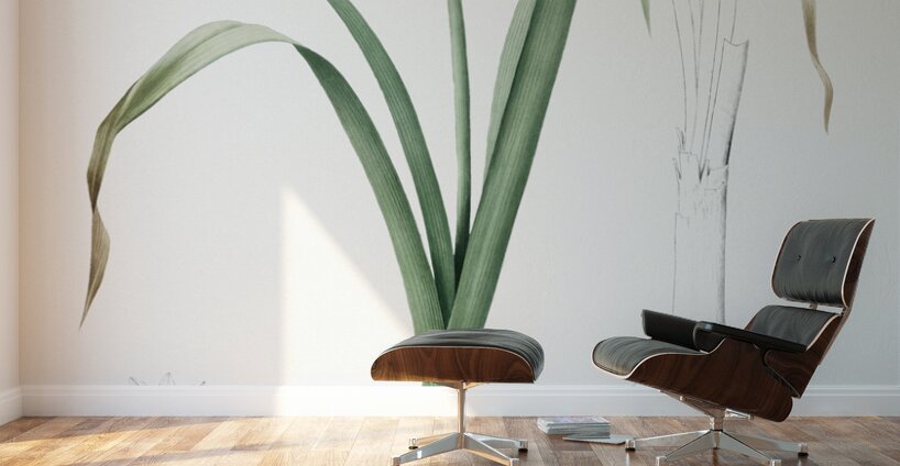 Small-flowered pancratium illustration  Wall Murals