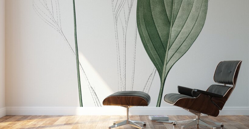 Bulltongue arrowhead illustration  Wall Murals