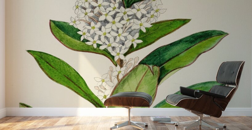 Acokanthera Spectabilis Wall Murals